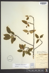 Amelanchier laevis image