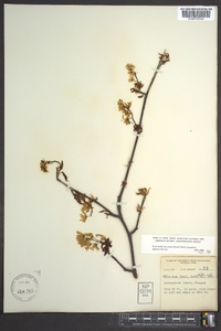 Amelanchier laevis image