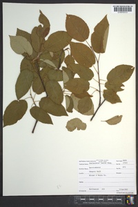 Amelanchier laevis image