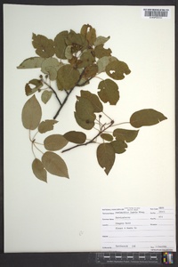 Amelanchier laevis image