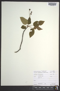 Amelanchier laevis image