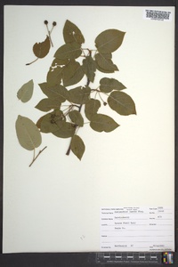 Amelanchier laevis image