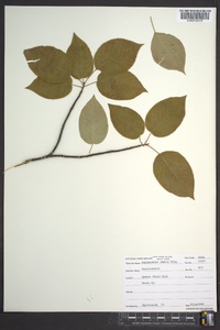 Amelanchier laevis image