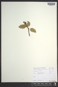 Amelanchier laevis image