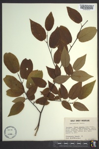 Amelanchier laevis image