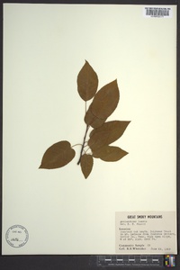 Amelanchier laevis image