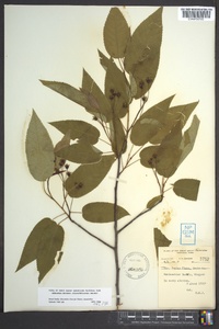 Amelanchier laevis image