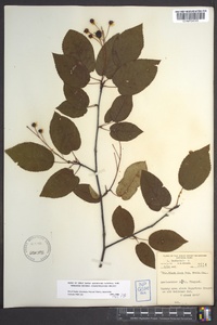 Amelanchier laevis image