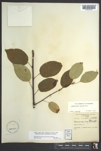 Amelanchier laevis image