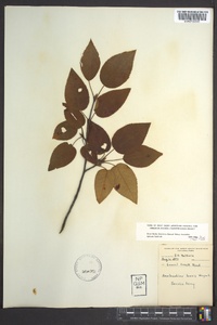 Amelanchier laevis image