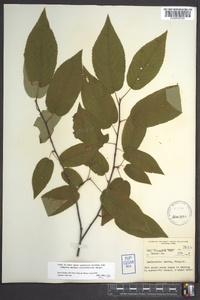 Amelanchier laevis image