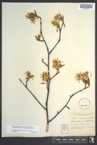 Amelanchier laevis image