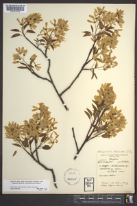 Amelanchier laevis image