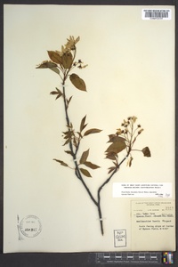 Amelanchier laevis image