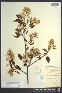 Amelanchier laevis image