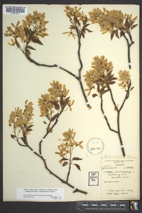 Amelanchier laevis image