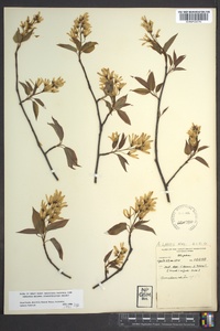 Amelanchier laevis image