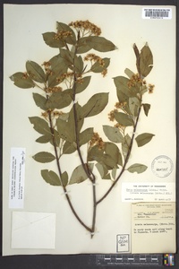 Aronia melanocarpa image