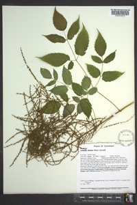 Aruncus dioicus image