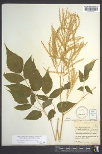 Aruncus dioicus image