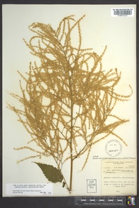 Aruncus dioicus image