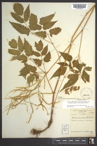 Aruncus dioicus image