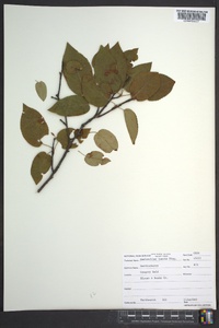 Amelanchier laevis image