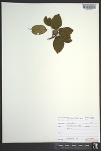 Amelanchier laevis image