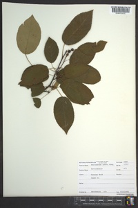 Amelanchier laevis image