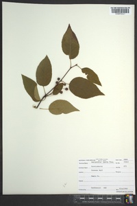 Amelanchier laevis image