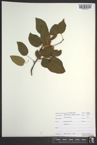 Amelanchier laevis image