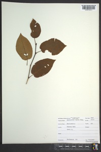 Amelanchier laevis image