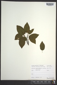 Amelanchier laevis image