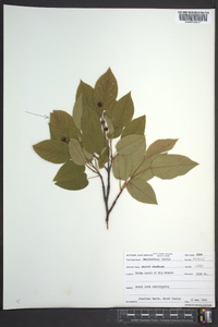 Amelanchier laevis image