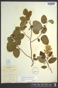 Amelanchier sanguinea image