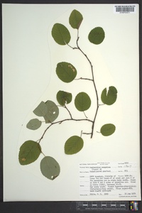 Amelanchier sanguinea image