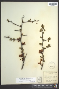 Chaenomeles speciosa image