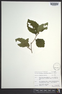 Crataegus calpodendron image