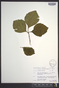 Crataegus calpodendron image