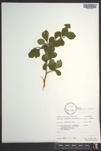 Crataegus collina image