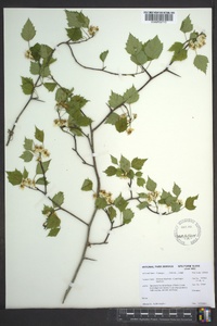 Crataegus intricata image