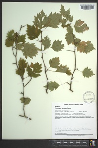 Crataegus intricata image