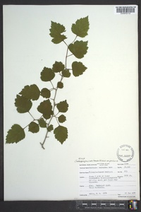 Crataegus pruinosa image