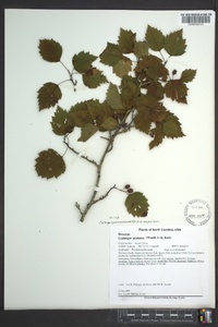 Crataegus pruinosa image