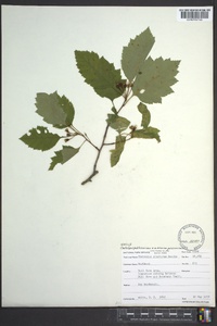 Crataegus pulcherrima image