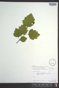 Crataegus pulcherrima image