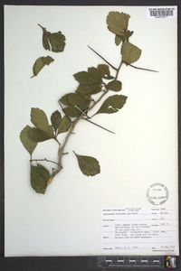 Crataegus punctata image