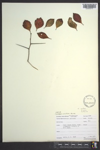 Crataegus uniflora image