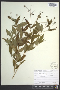 Gillenia trifoliata image