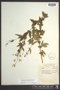 Gillenia stipulata image